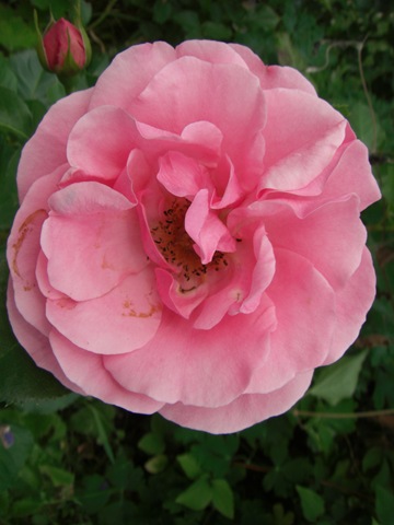 [Blomsterihavenjuli090323.jpg]
