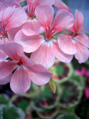 [Pelargoner Juli 09 024-1[3].jpg]