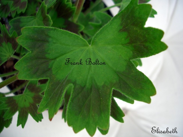 [Pelargoner17juli090493.jpg]