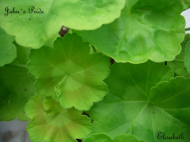 [Pelargoner17juli090233.jpg]