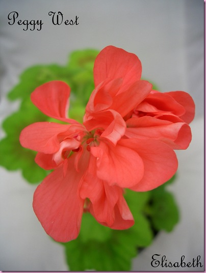 Pelargoner 20 juli 09 001