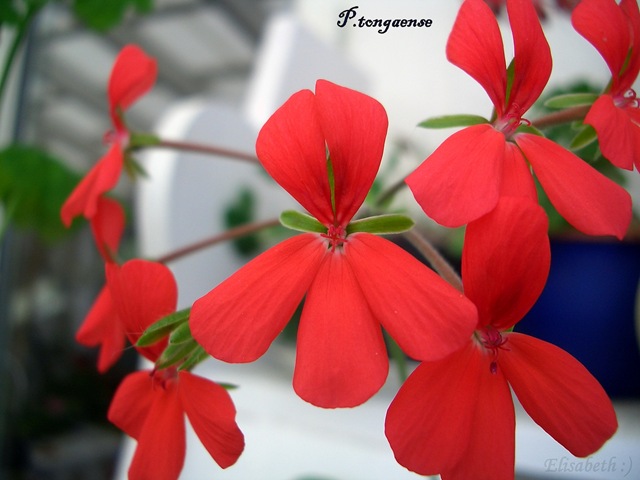 [Pelargoner okt 09 009[3].jpg]