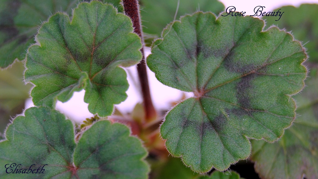 [Pelargonium april -11 064[4].jpg]