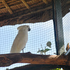 White Cockatoo