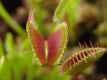 [220px-Dionaea_muscipula_closing_trap_animation[2].gif]