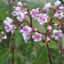 Spreading Dogbane