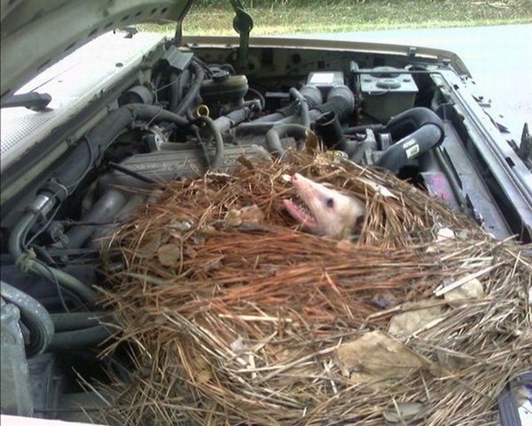 [surprise_in_car_113.jpg]