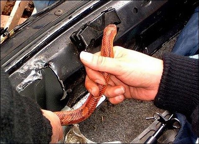 [surprise_in_car_133.jpg]