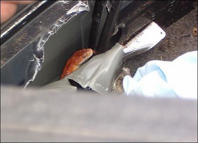 [surprise_in_car_123.jpg]