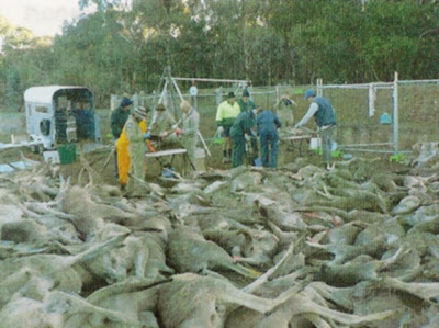 dead roos