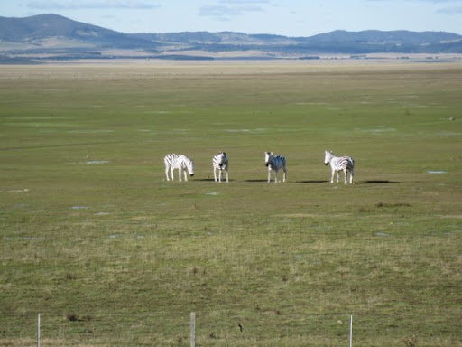 quotes about zebras. zebras