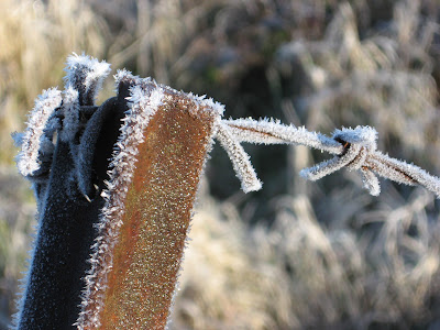 frosty fence post