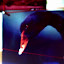 A Black Swan?