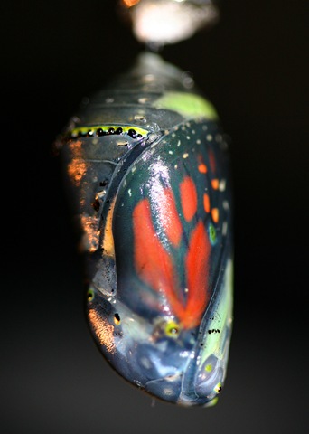 [Chrysalis2[1].jpg]