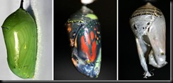 Chrysalis-composite Chrysalis-composite