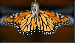 Butterfly-drying-2 Butterfly-drying-2