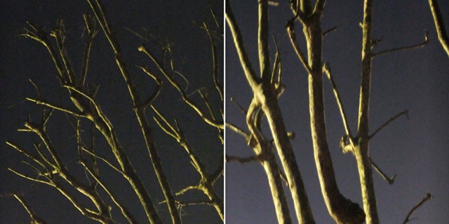 [trees2b[1].jpg]