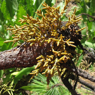 Dwarf Mistletoe close-up