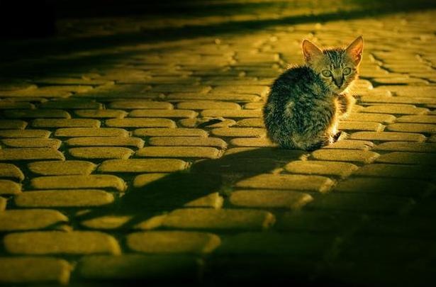 [lone cat[5].jpg]
