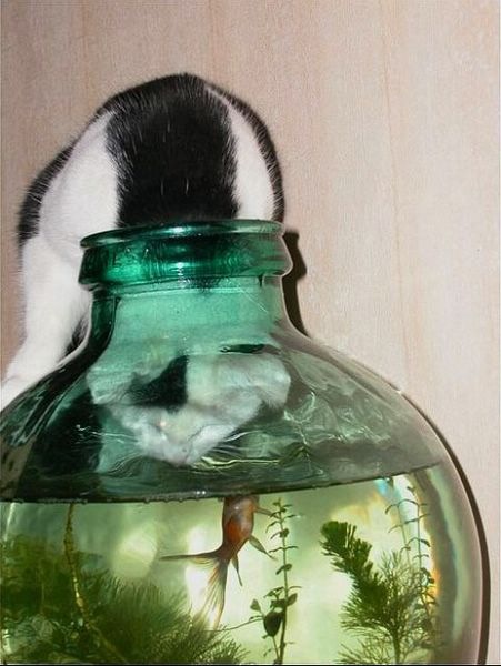 aquarium cat