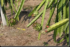 IMG_1706 IMG_1706