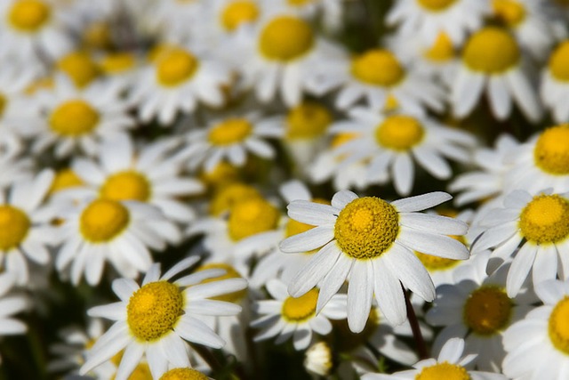 [03042010-flor[3].jpg]