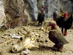 buzzards feasting on the bones of a longhorn steer