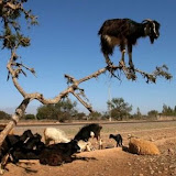 The best climbers in the animal world