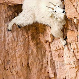 The best climbers in the animal world