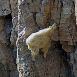 The best climbers in the animal world