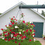 Mrs_Peterson's Hanging Basket garden