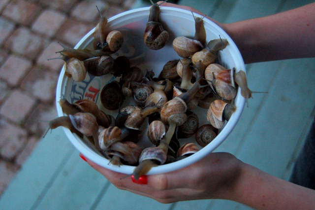 [snails2[4].jpg]