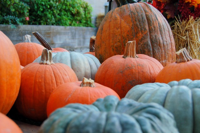 [pumpkins1[4].jpg]