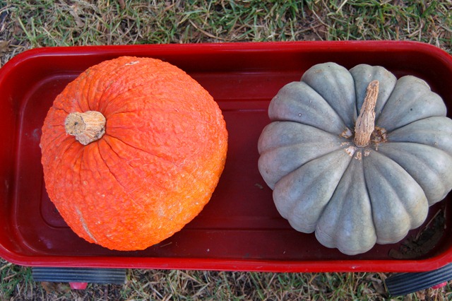 [pumpkins11[3].jpg]