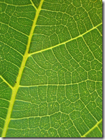 fig_leaf fig_leaf