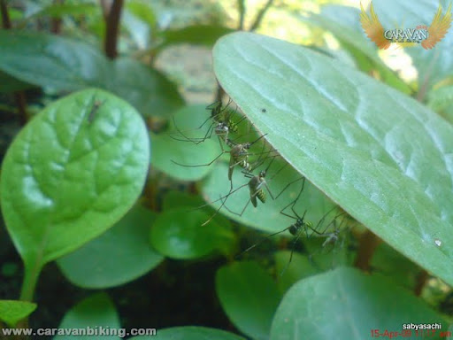 earlier taken pic with 2mp mobile cam (sony k550i)
