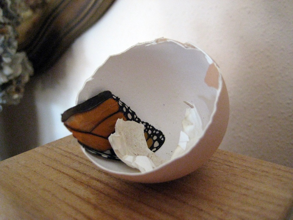 [Eggshell[2].jpg]