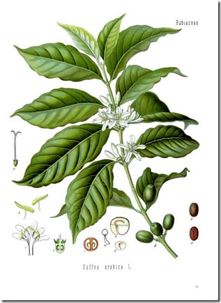 coffeeplant