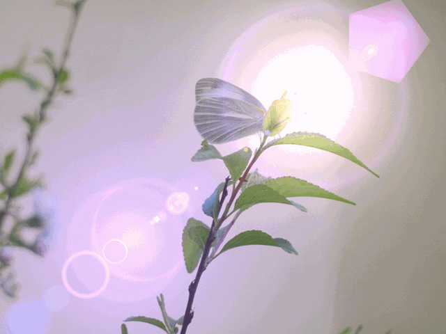 [butterfly3.gif]