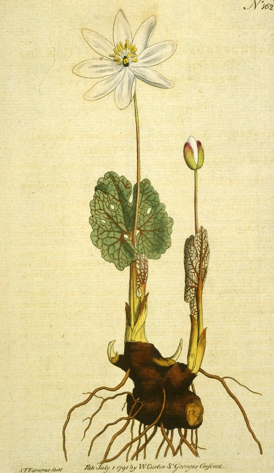 Curtis's Botanical Magazine