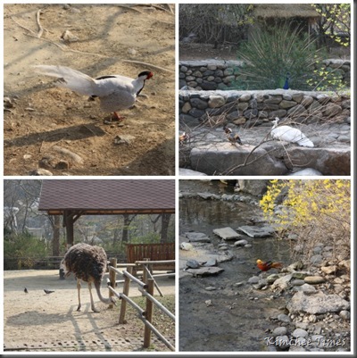 birds mosaic birds mosaic