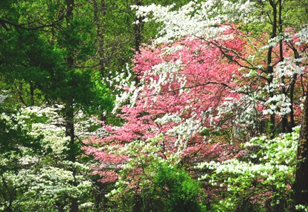 DSC_1870_Dogwood_Spring DSC_1870_Dogwood_Spring
