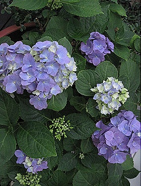 IMG_1955 IMG_1955