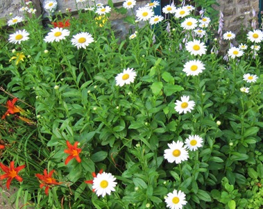 IMG_2125 IMG_2125