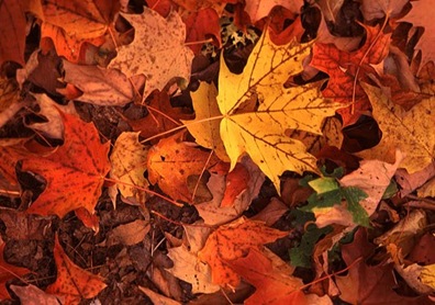 tree fall-leaves tree fall-leaves