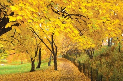 tree yellow tree yellow