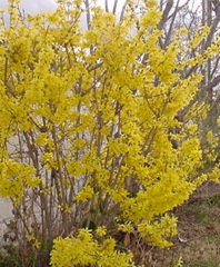 [Forsythia[5].jpg]