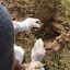 Bare-root shrub