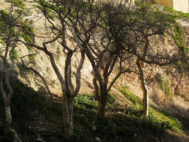 [Cabo San Lucas 075.jpg]