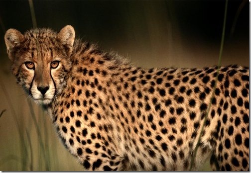 africa_cheetah africa_cheetah